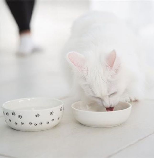 Hovedbilde Vannskål til katt i keramikk